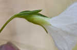 Coastalplain dawnflower